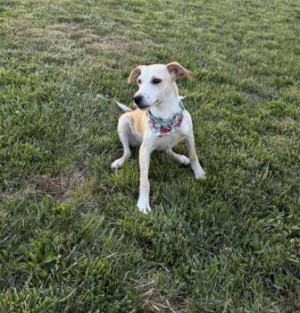 Finnick -  Mixed Breed Dog Available for Adoption in Milton, Delaware - Finnick | PetCurious