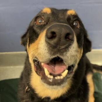 Koa -  Rottweiler and Mixed Breed Dog for Adoption in Richmond, Virginia - Koa | PetCurious