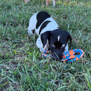 Boo -  Dachshund and Beagle Dog for Adoption in Sequatchie, Tennessee - Boo | PetCurious