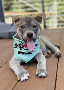 Wiley (Jungle Toons) -  Shepherd Dog for Adoption in Woodside, California - Wiley (Jungle Toons) | PetCurious