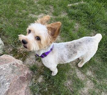 Poppy -  Yorkshire Terrier and Australian Shepherd Dog for Adoption in Omaha, Nebraska - Poppy | PetCurious