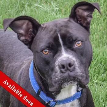 Boxer and American Bulldog Dogs Available for Adoption in Huntley, Illinois - Koby | PetCurious