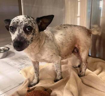 Chihuahua Dogs Available for Adoption in New York, New York - Sydney (GA) | PetCurious
