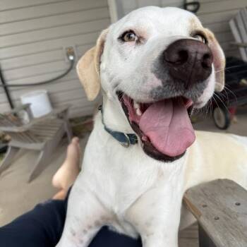 Rescue Labrador Retriever Dogs for Adoption in Springfield, Missouri - Gene | PetCurious