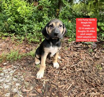 Beagle Dogs Available for Adoption in Oviedo, Florida - One Pump Vanilla | PetCurious