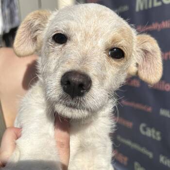 Terrier and Mixed Breed Dogs Available for Adoption - EDGAR | PetCurious