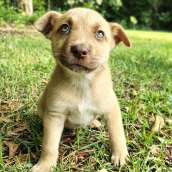 Gyro -  Labrador Retriever and Shepherd Dog for Adoption in Ferndale, Michigan - Gyro | PetCurious