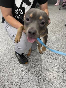 PENNE -  Mixed Breed Dog for Adoption in Palmetto, Florida - PENNE | PetCurious