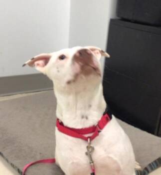 Chet -  Terrier and Mixed Breed Dog for Adoption in Elmira, New York - Chet | PetCurious