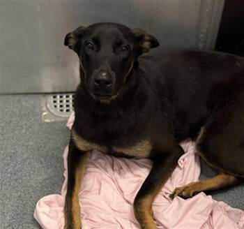 German Shepherd Dog Dogs Available for Adoption in Dallas, Texas - MIDNIGHT | PetCurious