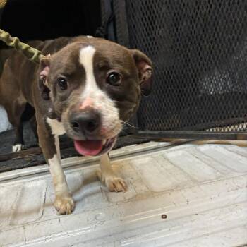 Darla -  Mixed Breed Dog for Adoption in Gadsden, Alabama - Darla | PetCurious