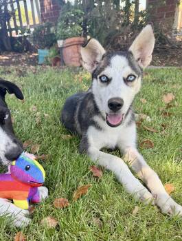 Balto -  Husky Dog for Adoption in Santa Monica, California - Balto | PetCurious
