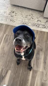 BANKS -  Labrador Retriever and Mixed Breed Dog for Adoption in Charlotte, North Carolina - BANKS | PetCurious
