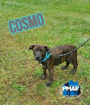 Cosmo -  Pit Bull Terrier Dog for Adoption in Binghamton, New York - Cosmo | PetCurious