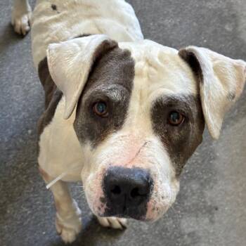 Lotus A5788384 -  Pit Bull Terrier Dog for Adoption in Los Angeles, California - Lotus A5788384 | PetCurious