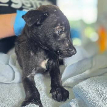 Puppy _5 -  Black Labrador Retriever Dog for Adoption in Chapel Hill, North Carolina - Puppy _5 | PetCurious