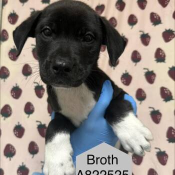 Broth -  Hound Dog for Adoption in San Antonio, Texas - Broth | PetCurious