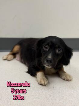 MOZZARELLA -  Mixed Breed Dog for Adoption in Holbrook, New York - MOZZARELLA | PetCurious