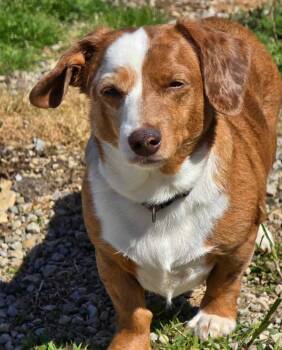 Dachshund Dogs Available for Adoption in Ross, Ohio - Daphne | PetCurious