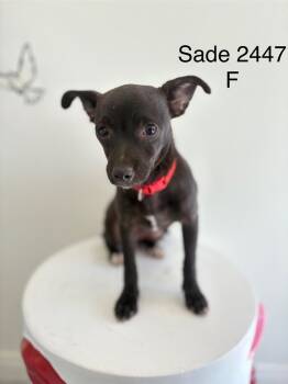 Rescue Chihuahua and Terrier Dogs for Adoption in Los Angeles, California - Sade | PetCurious