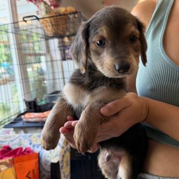 Tamago -  Mixed Breed Dog for Adoption in Wappingers Falls, New York - Tamago | PetCurious