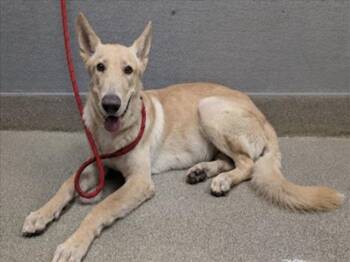 ROCKY -  German Shepherd Dog Dog for Adoption in Las Vegas, Nevada - ROCKY | PetCurious
