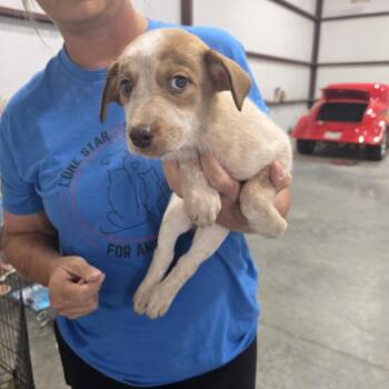 Chili -  Husky and Cattle Dog Dog for Adoption in Midland, Texas - Chili | PetCurious