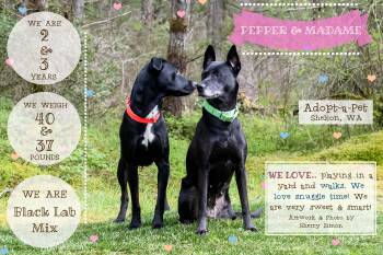 Black Labrador Retriever and Husky Dogs Available for Adoption in Shelton, Washington - MADAME AND PEPPER | PetCurious
