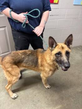 Chase -  German Shepherd Dog Dog for Adoption in Murray, Kentucky - Chase | PetCurious