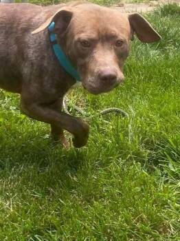 Copper -  Pit Bull Terrier and Mixed Breed Dog for Adoption in Hillsboro, Ohio - Copper | PetCurious