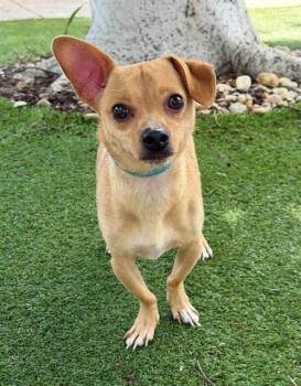 WALTER -  Chihuahua and Mixed Breed Dog for Adoption in Fort Myers, Florida - WALTER | PetCurious