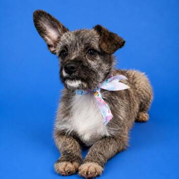 Yorkshire Terrier and Chihuahua Dogs Available for Adoption in San Diego, California - Linda | PetCurious