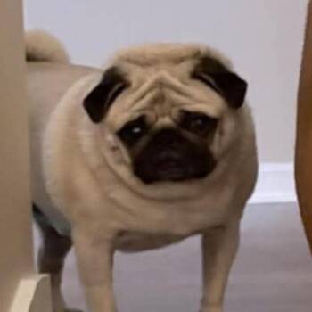 Bandit aka Puggles -  Pug Dog for Adoption in Gulfport, Mississippi - Bandit Aka Puggles | PetCurious