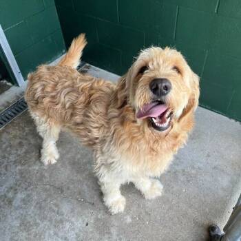 Rescue Golden Retriever and Poodle Dogs for Adoption in Carencro, Louisiana - Orville | PetCurious