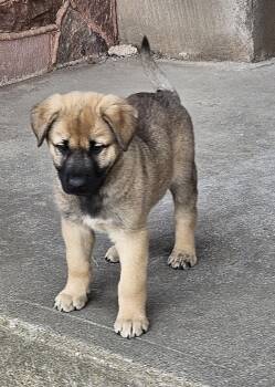German Shepherd Dog Dogs Available for Adoption - Silverado  | PetCurious