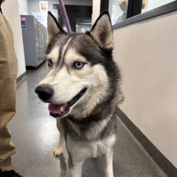 Storm -  Siberian Husky Dog for Adoption in Allentown, Pennsylvania - Storm | PetCurious