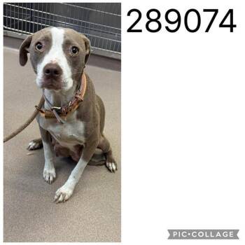 LADY -  Pit Bull Terrier and Mixed Breed Dog for Adoption in Macon, Georgia - LADY | PetCurious