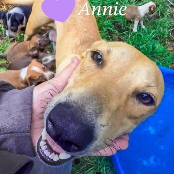 Rescue Mixed Breed Dogs for Adoption in Natchitoches, Louisiana - Annie | PetCurious