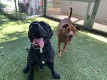 Paxton -  Mastiff and Mixed Breed Dog for Adoption in Gainesville, Florida - Paxton | PetCurious