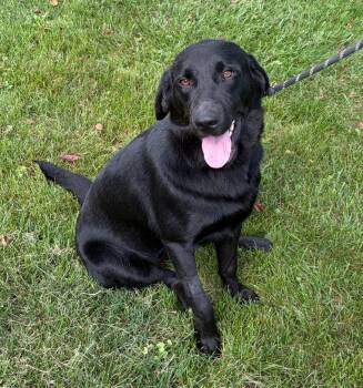 Lilly -  Black Labrador Retriever Dog for Adoption in Indianapolis, Indiana - Lilly | PetCurious