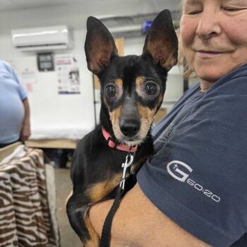 Pepita -  Chihuahua Dog for Adoption in Valdosta, Georgia - Pepita | PetCurious