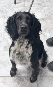 English Springer Spaniel Dogs Available for Adoption in Rochester, Indiana - HAZEL | PetCurious