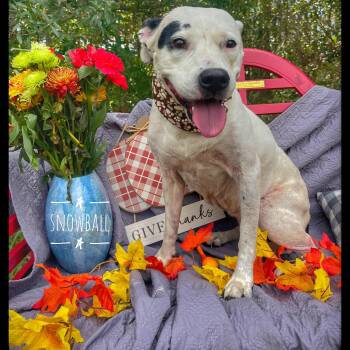 Rescue American Staffordshire Terrier Dogs for Adoption in Sebring, Florida - Snowball | PetCurious