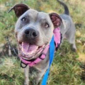 Iris -  Pit Bull Terrier Dog for Adoption in Minneapolis, Minnesota - Iris | PetCurious