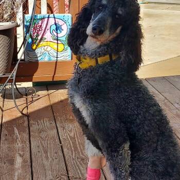 Standard Poodle Dogs Available for Adoption in Huntley, Illinois - Adele | PetCurious