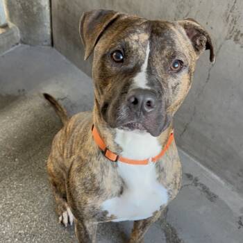 Rescue Pit Bull Terrier Dogs for Adoption in Los Angeles, California - Firefly A2199841 | PetCurious