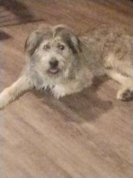 Freddy -  Mixed Breed Dog for Adoption in Madison, Wisconsin - Freddy | PetCurious