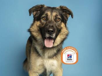 German Shepherd Dog and Mixed Breed Dogs Available for Adoption - ARES | PetCurious