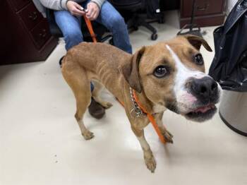 Rescue Pit Bull Terrier and Mixed Breed Dogs for Adoption in Aliquippa, Pennsylvania - GENO | PetCurious