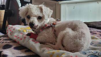 Gretchen -  Maltese and Poodle Dog for Adoption in San Diego, California - Gretchen | PetCurious